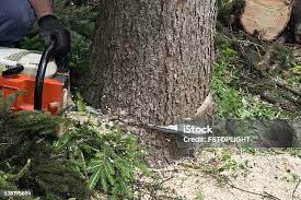 Best Utility Line Clearance  in Shallotte, NC