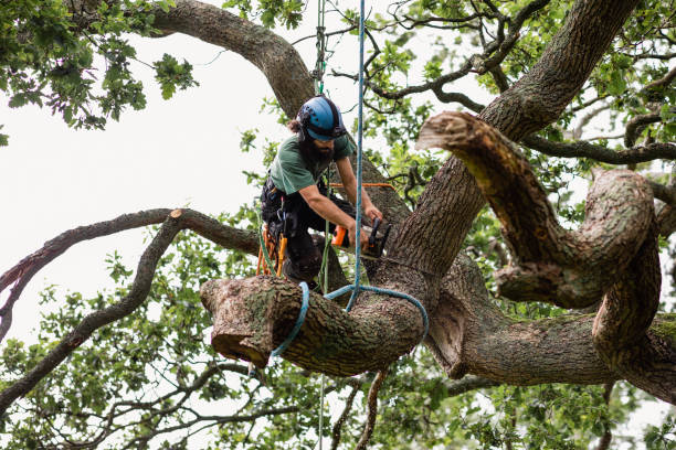 Best Commercial Tree Services  in Shallotte, NC
