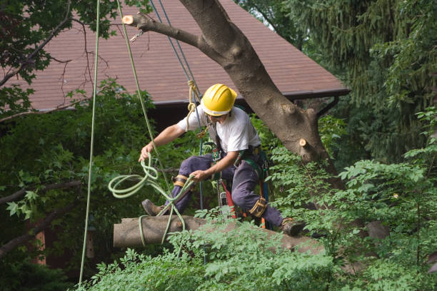 Best Stump Grinding and Removal  in Shallotte, NC