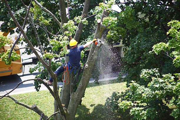 Best Lawn Irrigation Installation and Maintenance  in Shallotte, NC