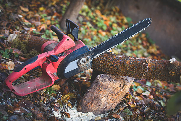 Best Tree Removal  in Shallotte, NC